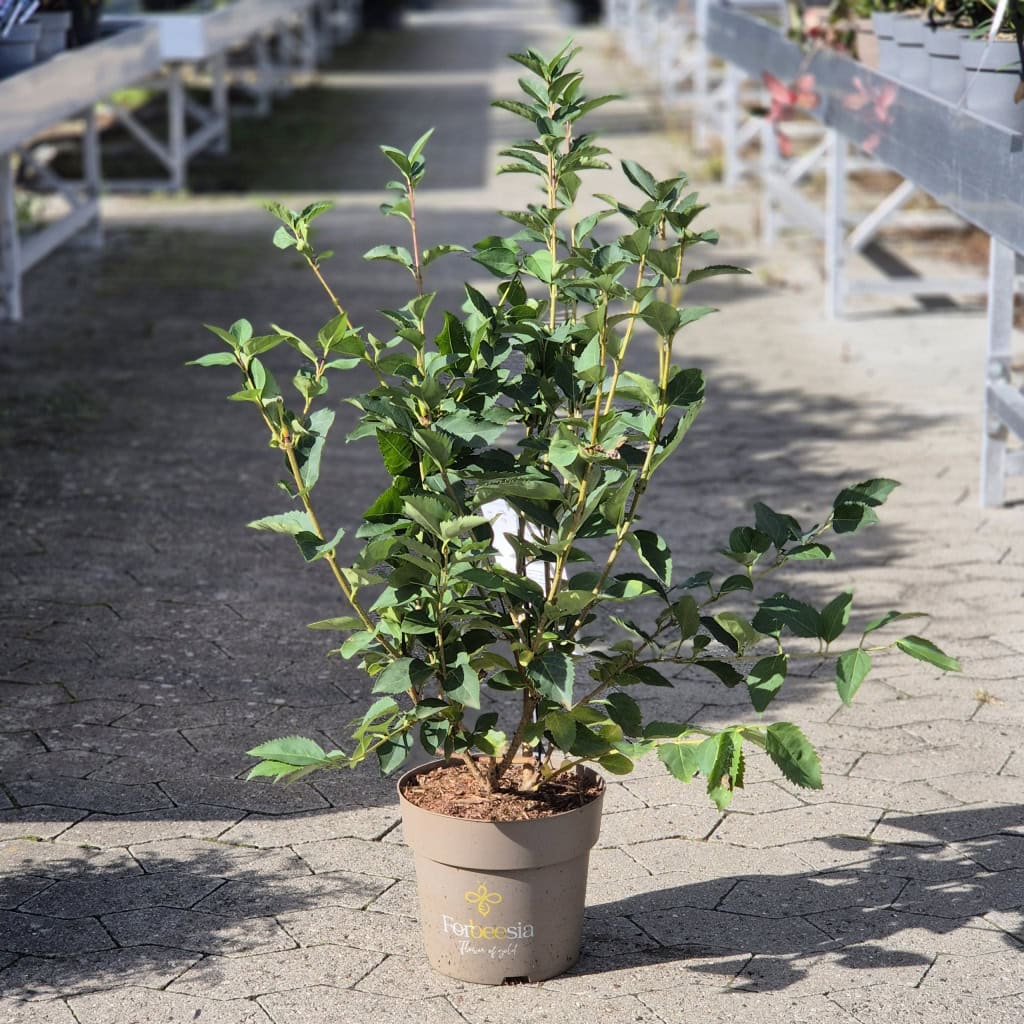 Vårguld 'Forbeesia' - 4,6 Liter