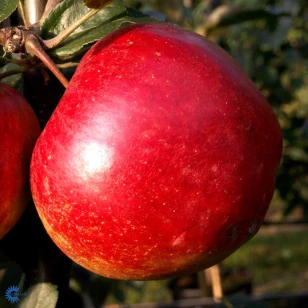 Æbletræ 'Ritt Bjerregaard' - 7,5 Liter