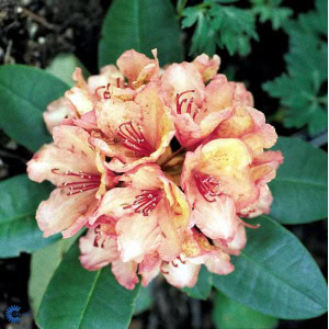 Rhododendron 'Brasilia' - 5 Liter