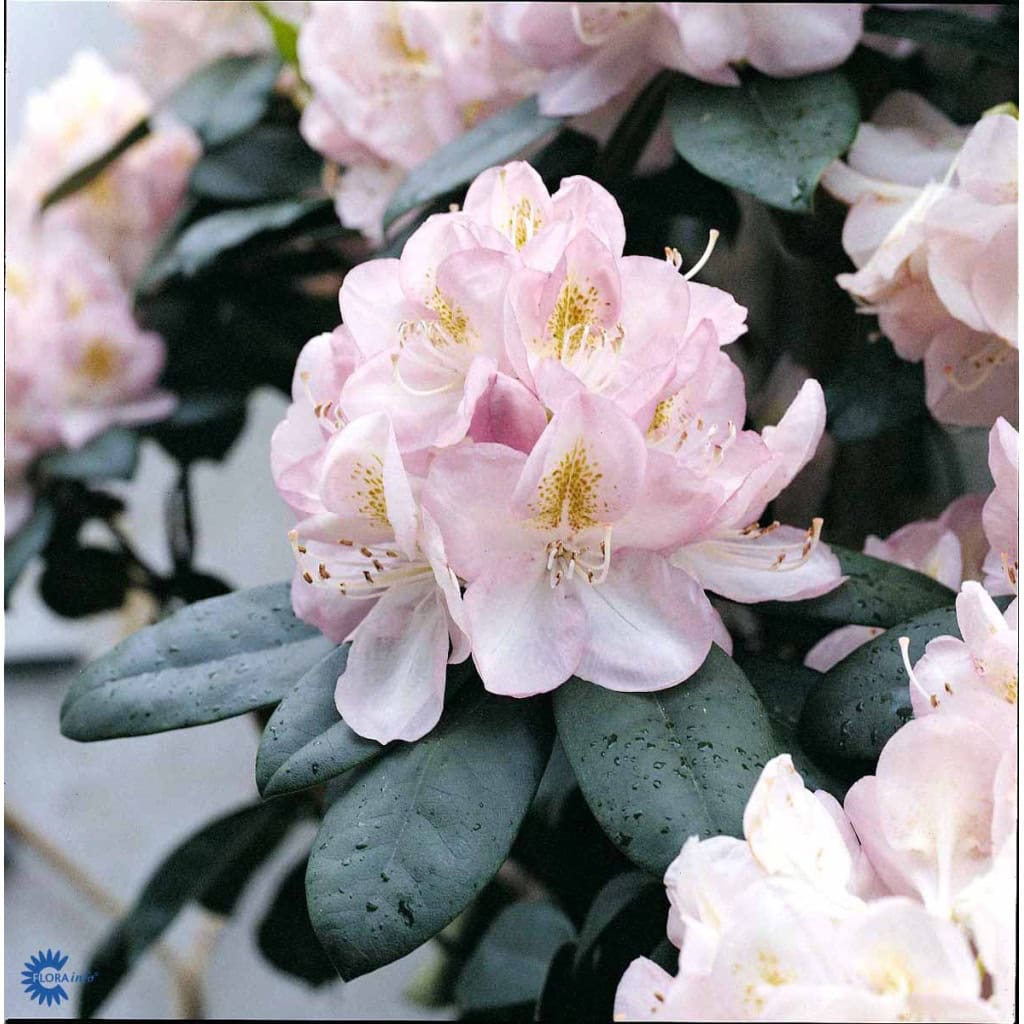 Rhododendron 'Gomer Waterer' - 5 Liter