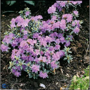 Dværgrhododendron 'Ramapo'