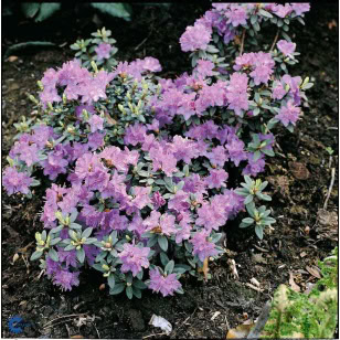 Dværgrhododendron 'Ramapo'