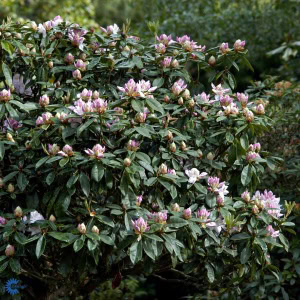 Rhododendron 'Gomer Waterer' - 5 Liter