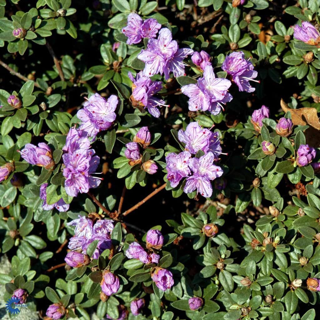 Dværgrhododendron 'Ramapo'