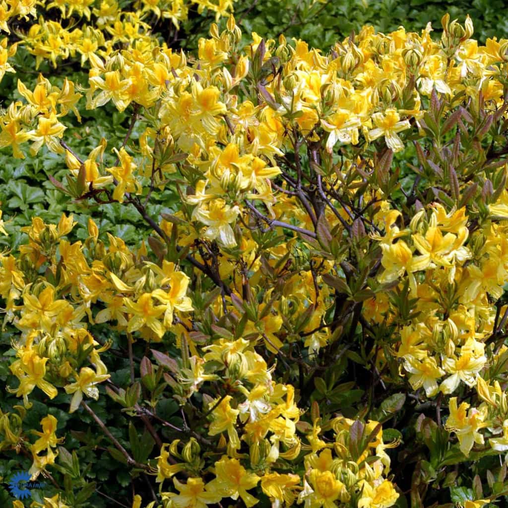 Azalea 'Pontica' - (luteum) - 5 Liter