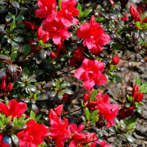 Japansk azalea 'Maruschka'