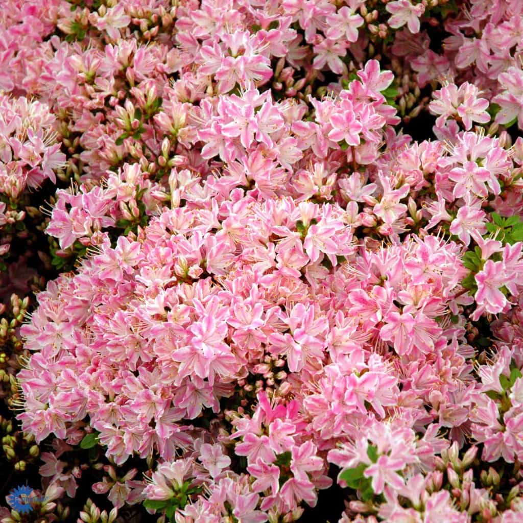 Japansk Azalea 'Kermesina Rose'