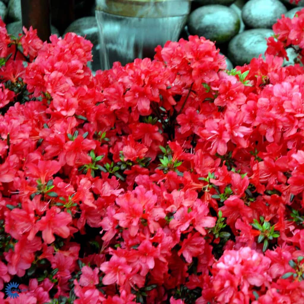 Japansk azalea 'Maruschka'