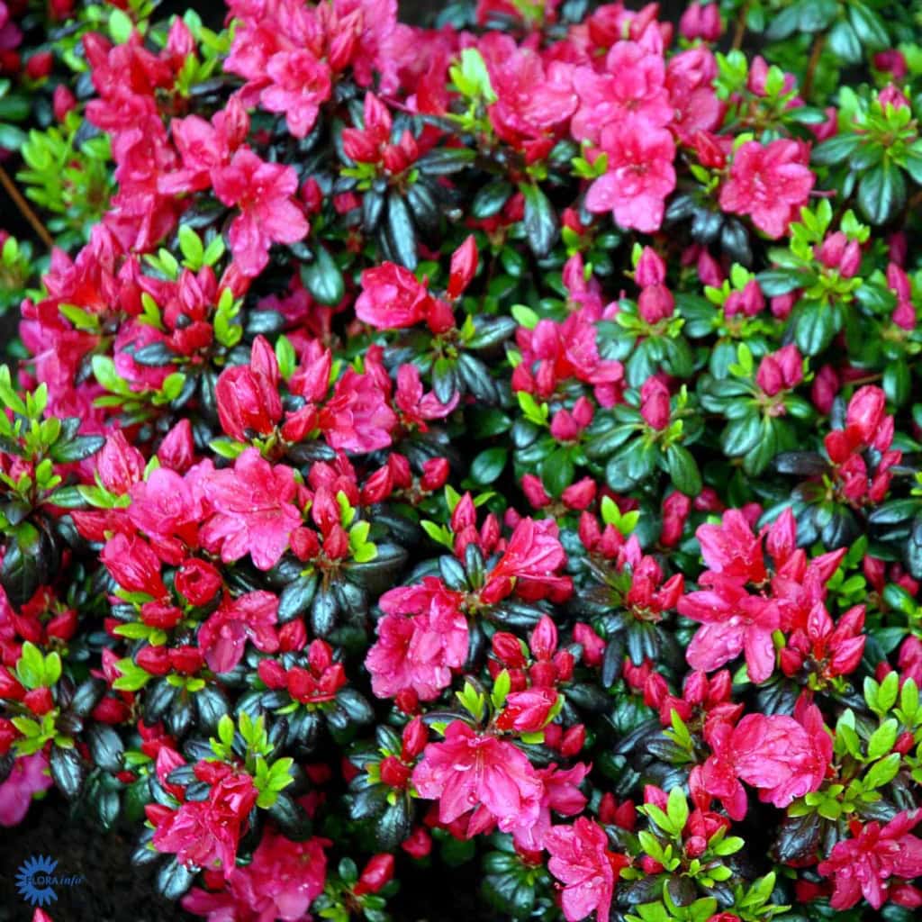 Japansk azalea 'Maruschka'