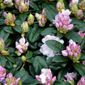 Rhododendron 'Gomer Waterer' - 5 Liter