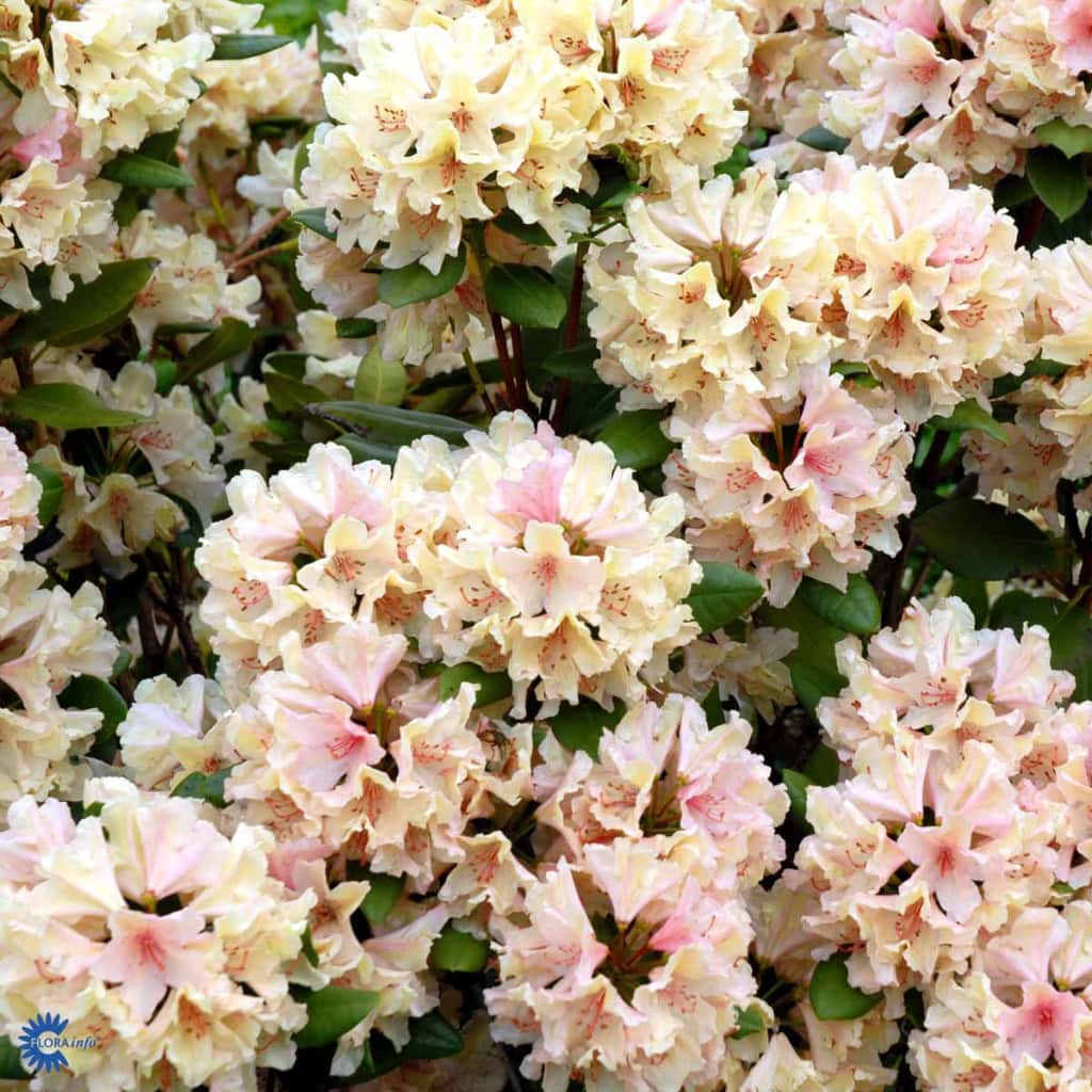 Rhododendron 'Brasilia' - 5 Liter