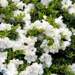 Japansk Azalea 'Schneeperle' - 30/35cm