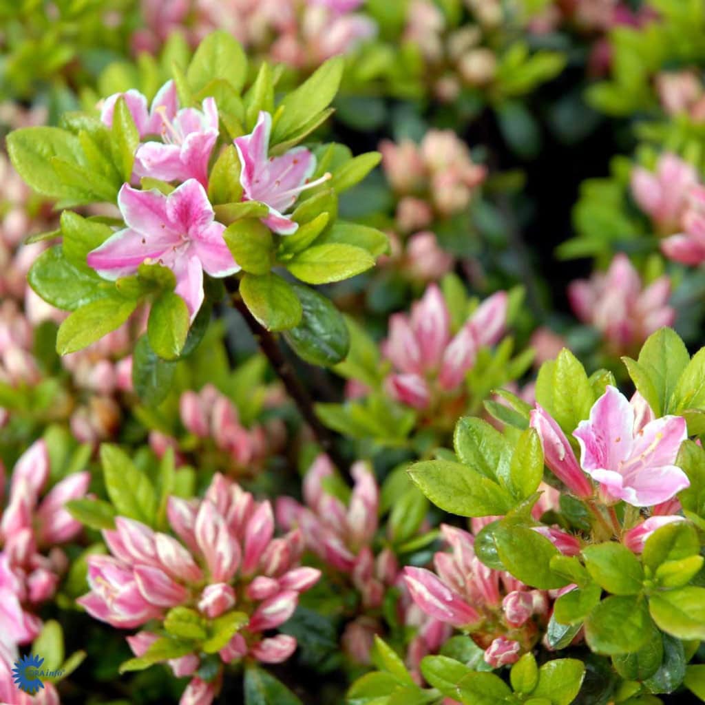 Japansk Azalea 'Kermesina Rose'