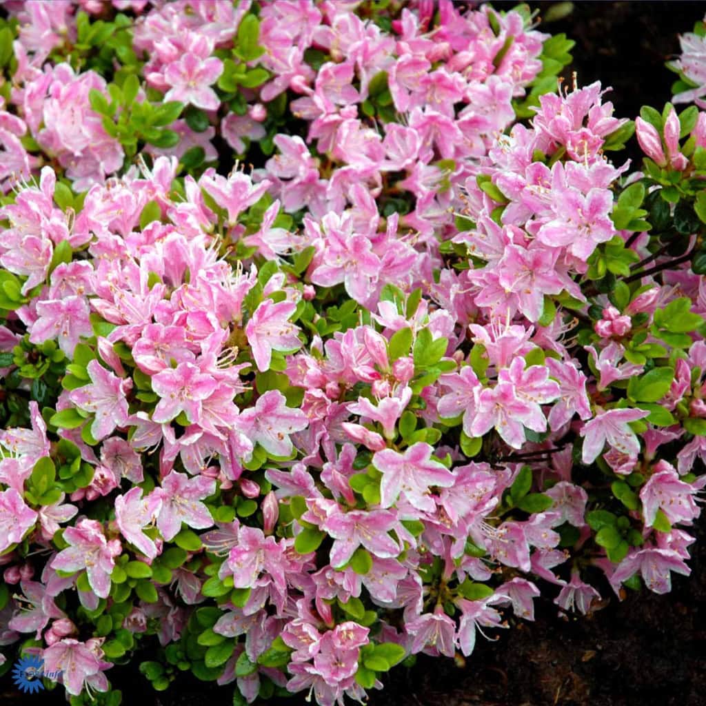 Japansk Azalea 'Kermesina Rose'