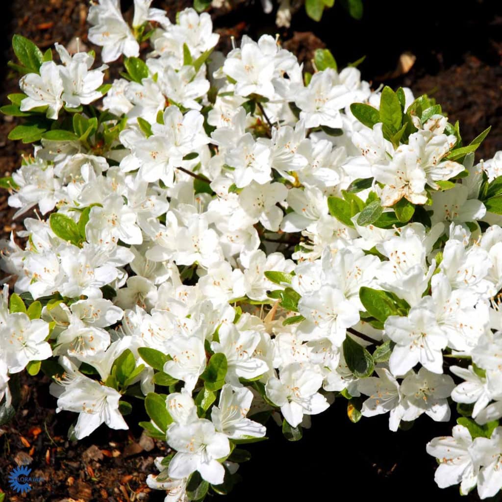 Japansk Azalea 'Schneeperle' - 30/35cm