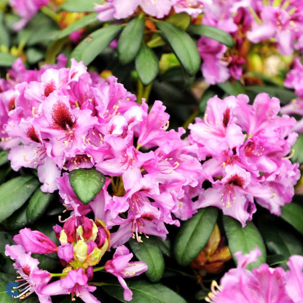 Rhododendron 'Orakel' - 5 Liter