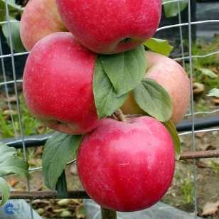 Æbletræ 'Rød Ananas' - 7,5 Liter