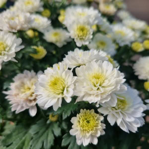 Chrysanthemum