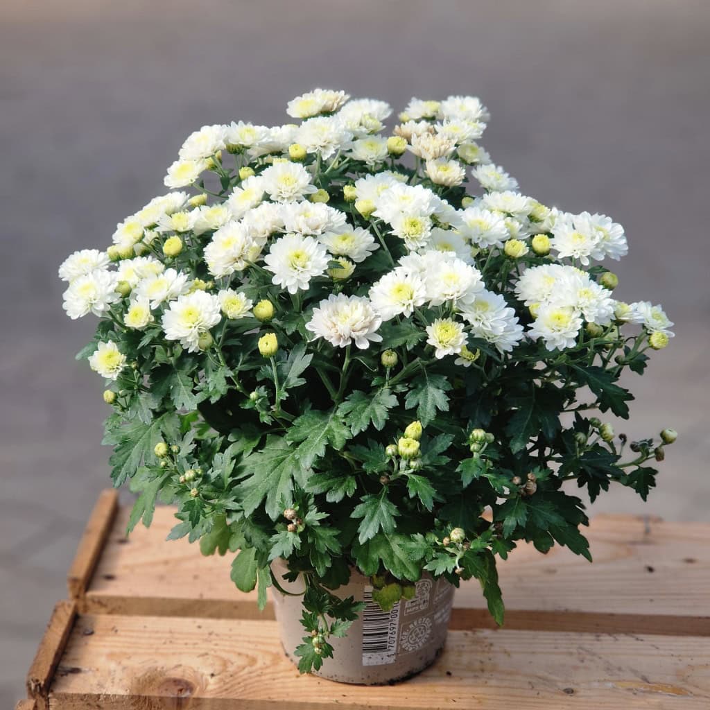 Chrysanthemum