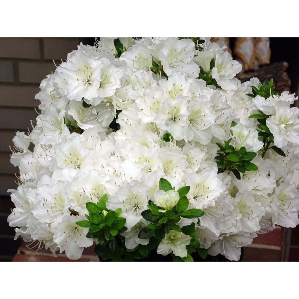 Japansk azalea 'Maischnee'