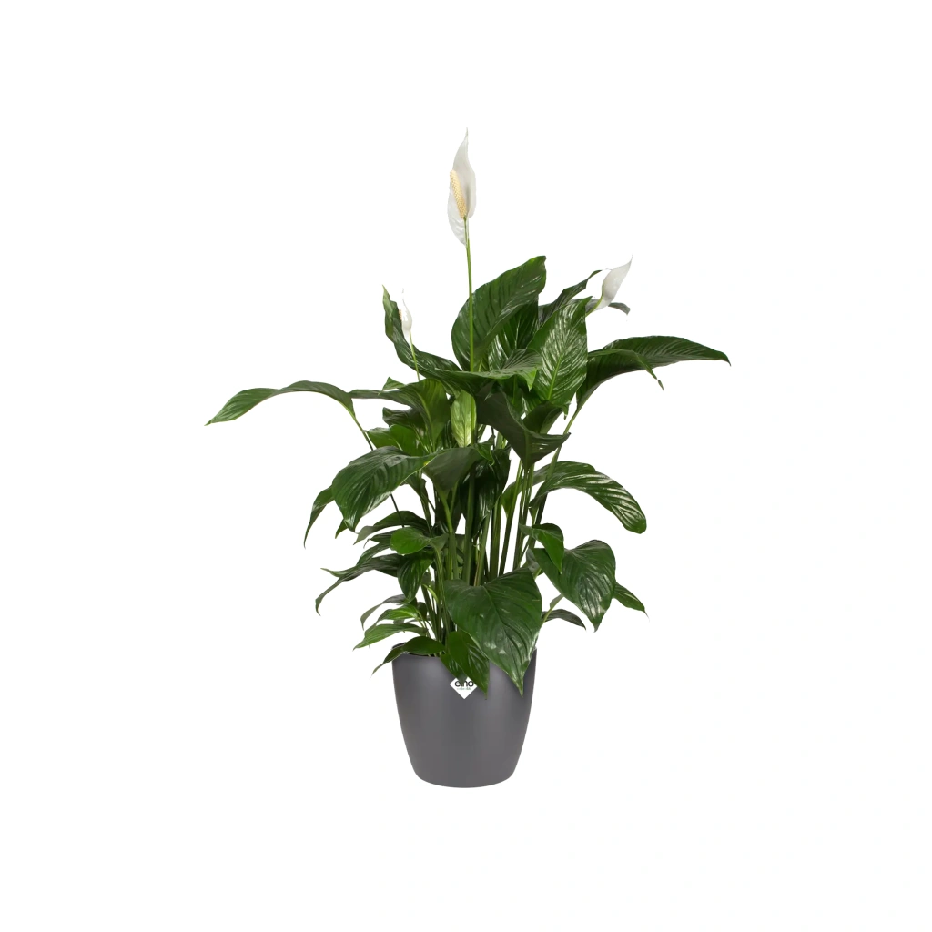 Elho Brussel Round - antracit - 14cm.