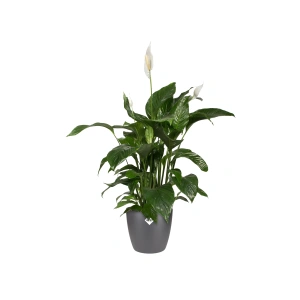 Elho Brussel Round - antracit - 14cm.