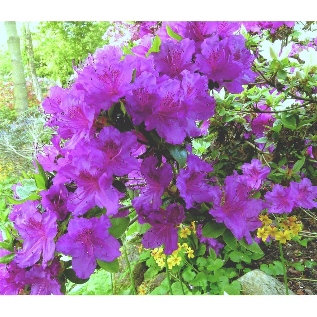 Japansk azalea 'Königstein' - 2 Liter