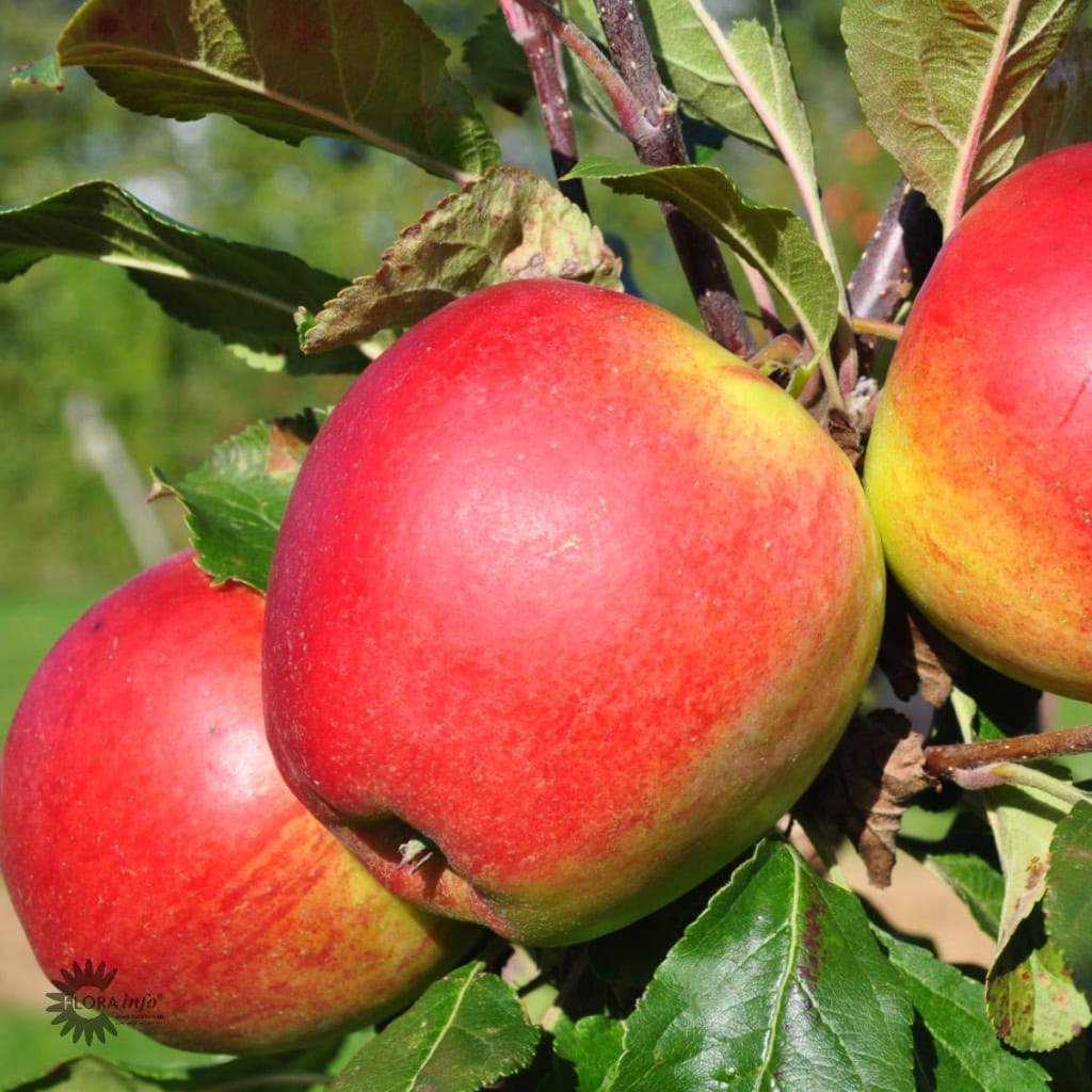 MALUS DOMESTICA 'SANTANA'