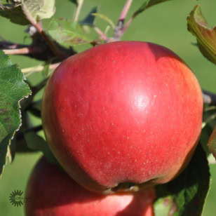 MALUS DOMESTICA 'SANTANA'