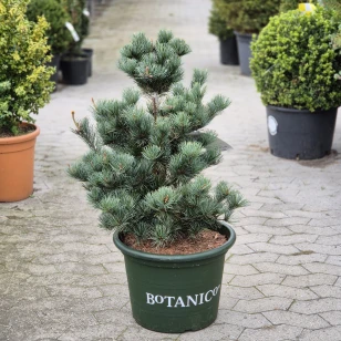 Penselfyr 'Negishi' - 20 Liter