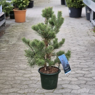 Skovfyr 'Norske Typ' - 40/60cm