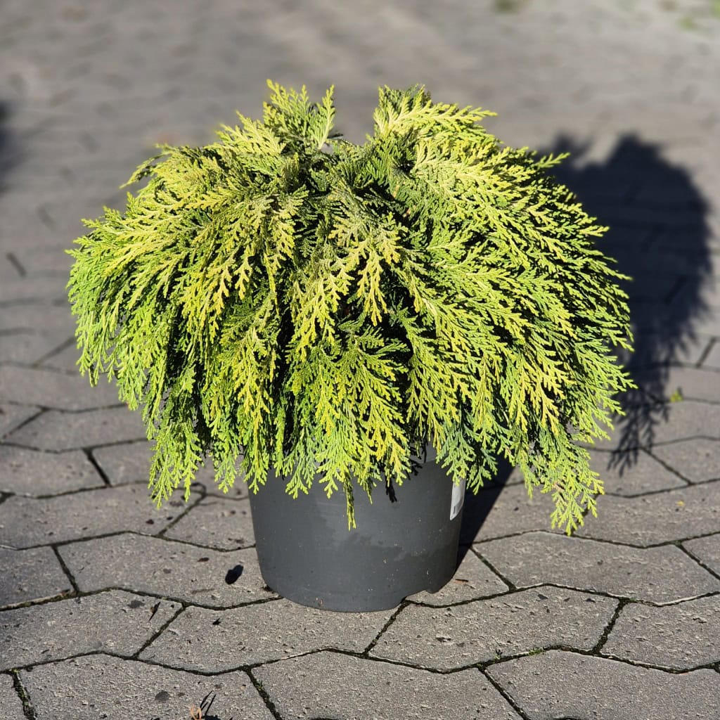 Cypres 'Sunkist' - S 30/40cm - 5 Liter