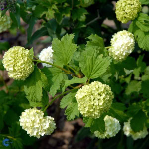 Snebolle 'Roseum' - 5 Liter