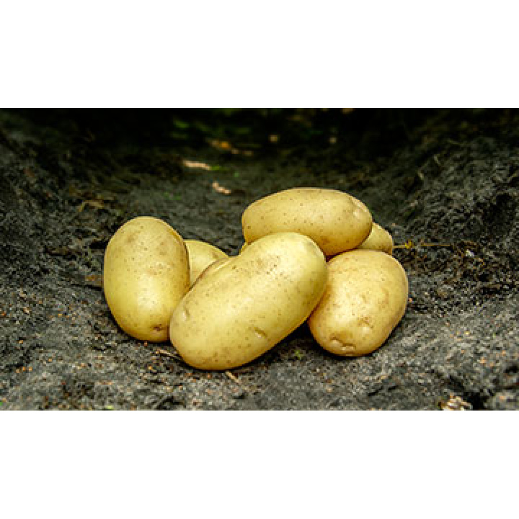 Cimega Læggekartofler