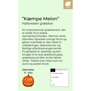 Kæmpe melon halloween græskar