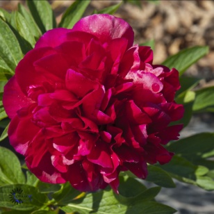 Bonderose Rubra Plena
