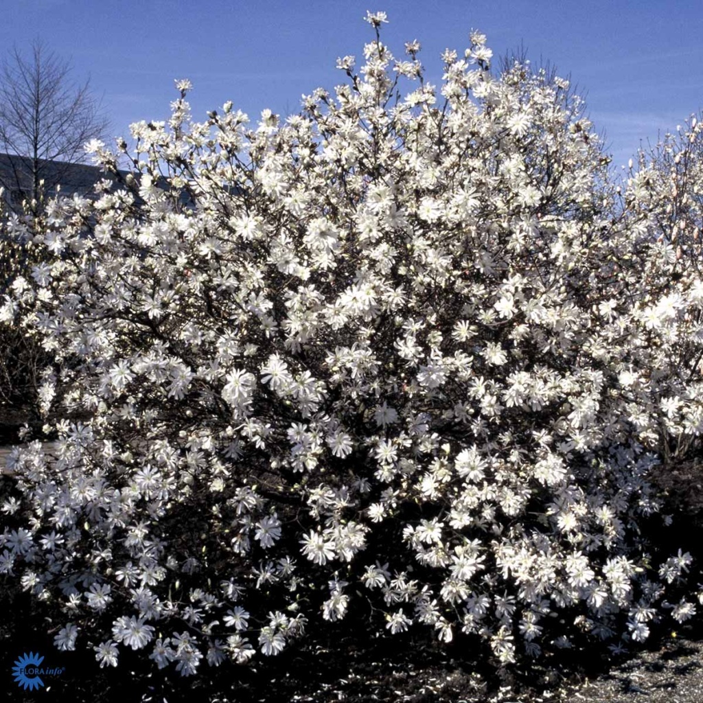 Stjernemagnolie 'Royal Star'