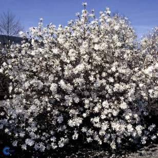 Stjernemagnolie 'Royal Star'