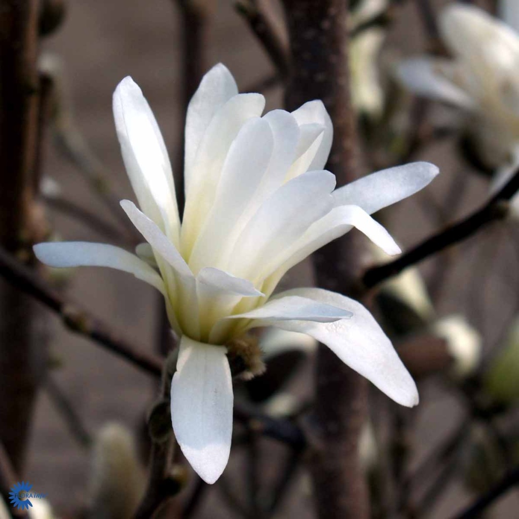 Stjernemagnolie 'Royal Star'
