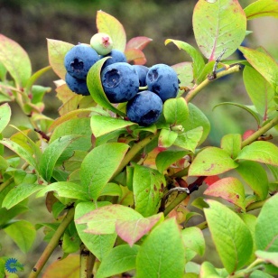 Blåbær - Blue Crop