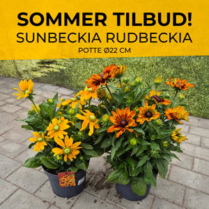 Sunbeckia tilbud